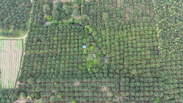 TANAH KEBUN SAWIT 8.26 Ekar di Sungai Telor, Kota Tinggi FREEHOLD 1