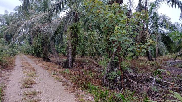 3 acre Parit Kahar Jelutong Pontian Freehold International 2