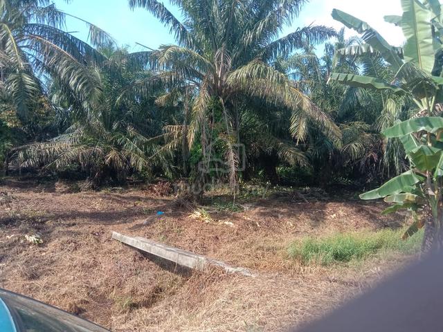 Johor Ayer Baloi Agricultural Freehold Land For Sale 1