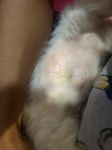 Munchkin female (NEGO) - photo 3 of 6