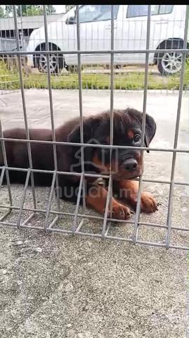 Carousel Image