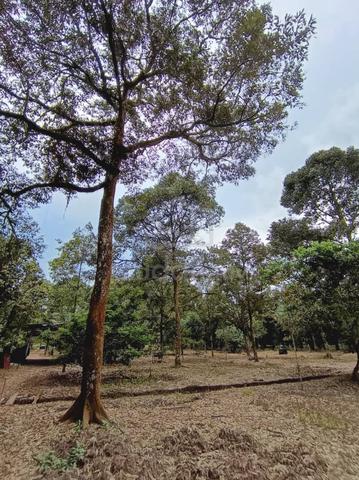 TANAMAN DURIAN READY Tanah Pertanian Non Bumi Mukim Api api Pontian 2