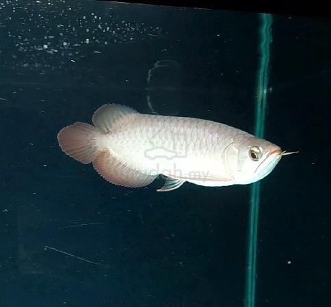 Arowana SR Local - photo 5 of 5