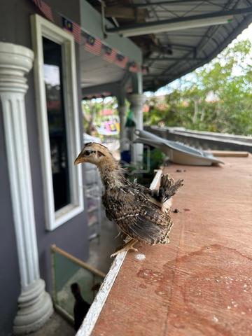 Carousel Image