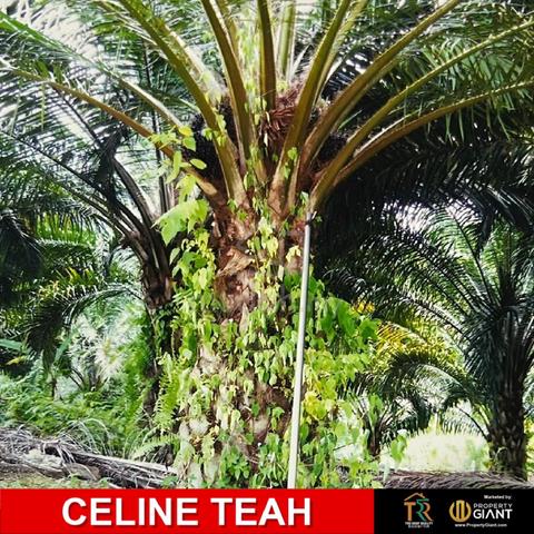200 Acres Oil Palm Plantation for Sale 1