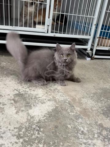 Super short Munchkin kitten - photo 2 of 4