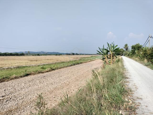 * Agriculture Paddy Field, 2 Lot Side by Side Jointed Together 1