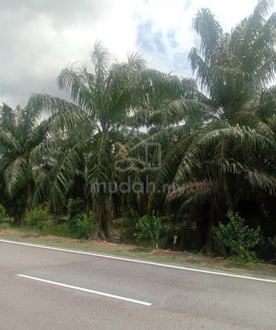 Perak Semanggol (Main Road)Agricultural Freehold Land For Sale 1