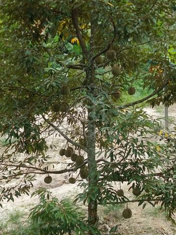5 acre Junjung durian farm 1