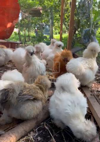 ayam silkie us silkie chicken - photo 4 of 6
