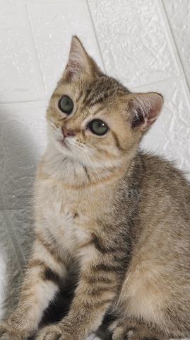Carousel Image