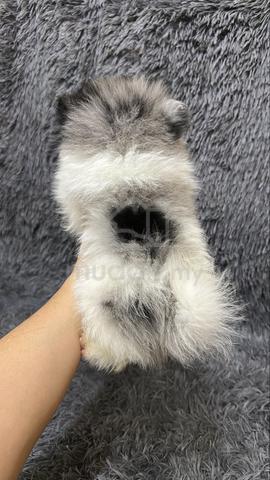 Blue Merle Male Pomeranian Puppy - photo 5 of 5