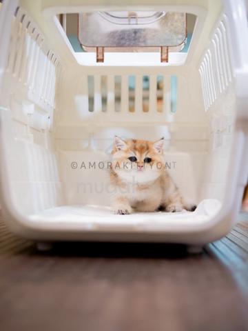 Carousel Image