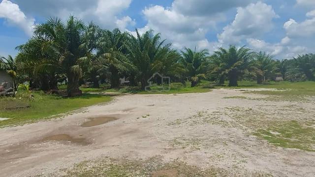 Palm oil Plantation at Setiawan Perak for sale 4