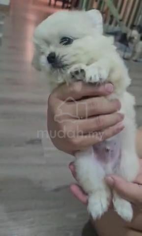 Shih Tzu mix Pomeranian Shihpom Male female - photo 3 of 4