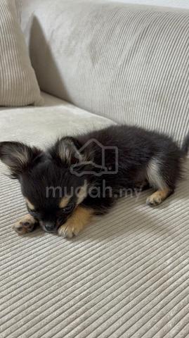 black and white Chihuahua ~4 - photo 4 of 4