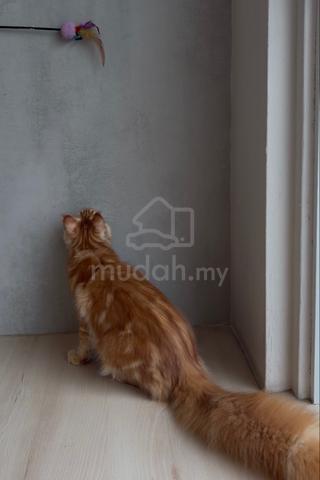 mainecoon available for rehoming 🏡 - photo 3 of 4
