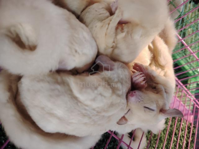 leu sugar glider - photo 2 of 3