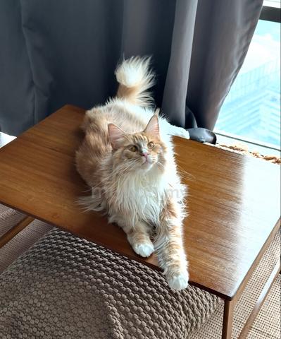Maine Coon - photo 3 of 6