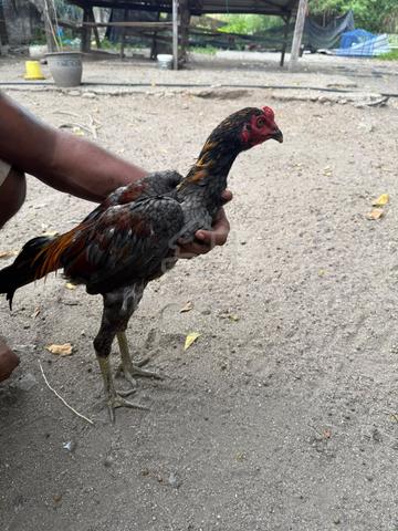 Ayam sabung  - photo 5 of 6