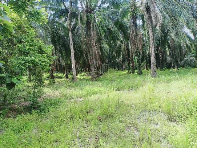 15.308 acres freehold. Selling below value(No Agents) 1