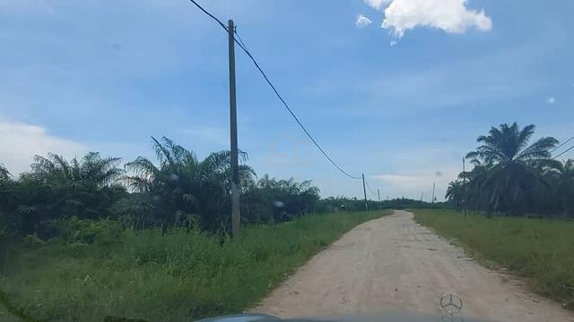 Palm oil Plantation at Setiawan Perak for sale 3
