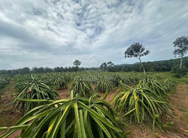 40 Acre Agricutural Land Pasir Panjang, Port Dikson with Plantation 1