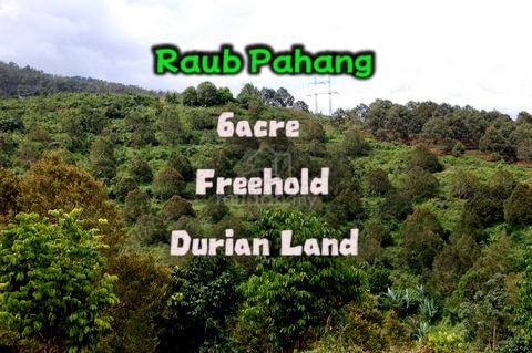 Raub Pahang Durian Land Freehold 6 acre 259,851sf Existing Durian Tree 1