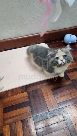 Munchkin  - photo 2 of 4