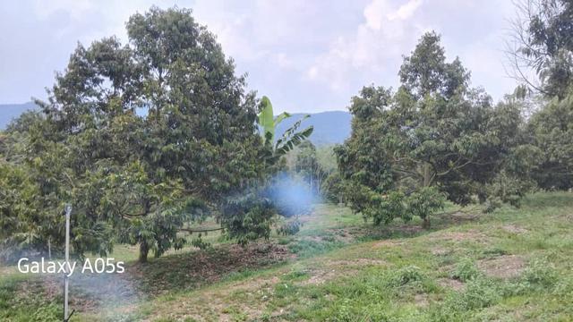 Dusun Durian Rezab Melayu 2.2 Ekar Milik Kekal Di Johol, Kuala Pilah 1
