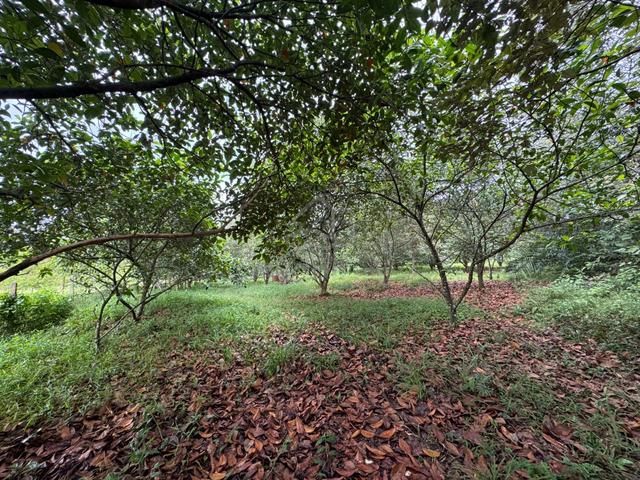 Tanah Pertanian Kebun Cempedak di Selandar Alor Gajah 4