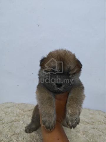 Chow Chow - photo 2 of 2