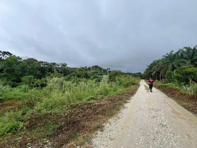 Tanah Rata! Tanah bukit beruntung 1