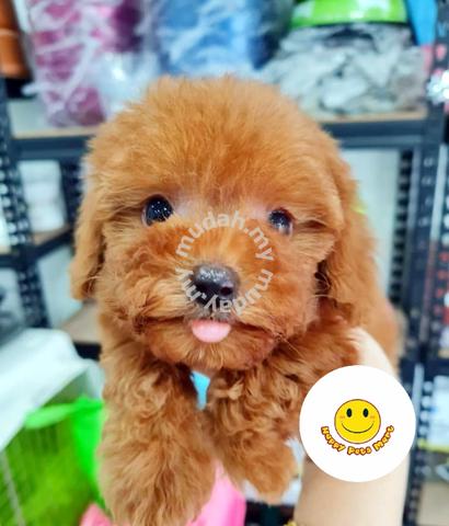 toy poodle mudah