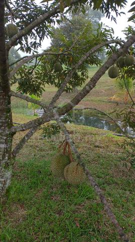 Durian Land for sale 1