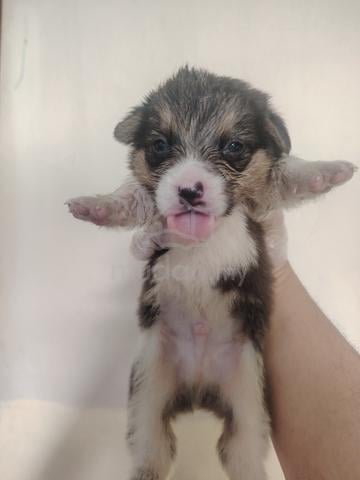 Pure Tricolor Corgi - photo 4 of 4