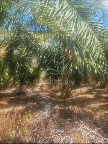 Existing Palm Oil // Daerah Rembau // Linggi // 10 Arce 2