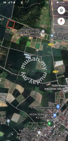 Oil Palm Estate in Pdg Lembu, Gurun, near Sg Petani 1