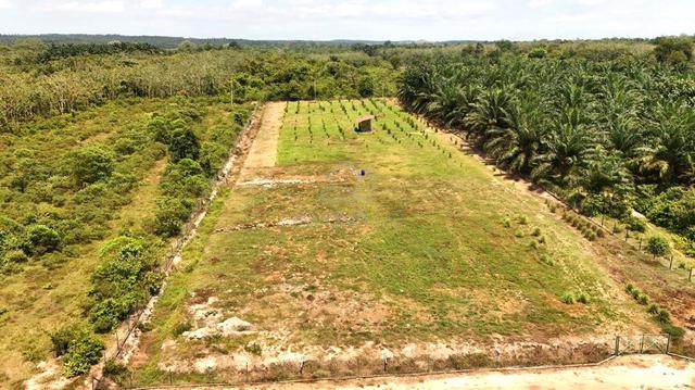 Tanah Pertanian Rata Linggi N9 Untuk Dijual 1