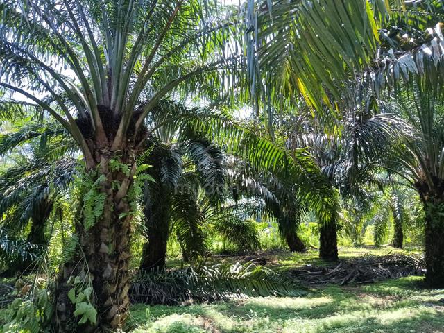 Agriculture Palm Oil land for Sale 1