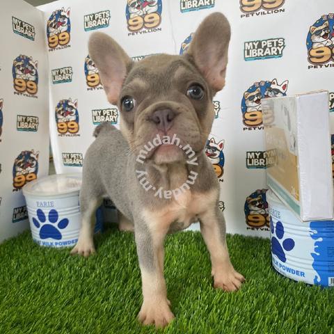 Lilac Tan French Bulldog Female - Pets For Sale In Cheras, Selangor