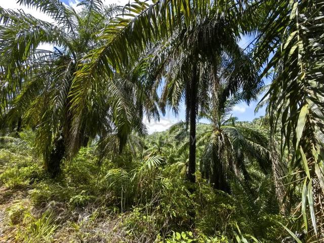 320 Acres Agriculture Main Road Frontage Penjom Kuala Lipis 1