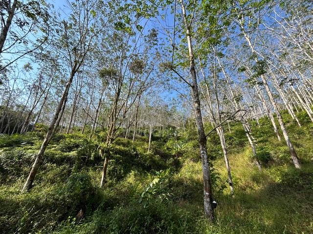 Pahang Bentong Jalan Manchis Freehold Agricultural Land 4-Acre Of Sale 1