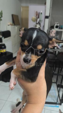 Special Offer ! Chihuahua puppy (female) - photo 2 of 5