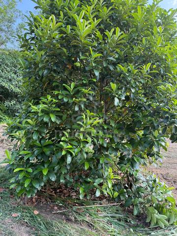 Tanah rata dan berpagar. Amat sesuai untuk buat rumah dan berkebun. 1