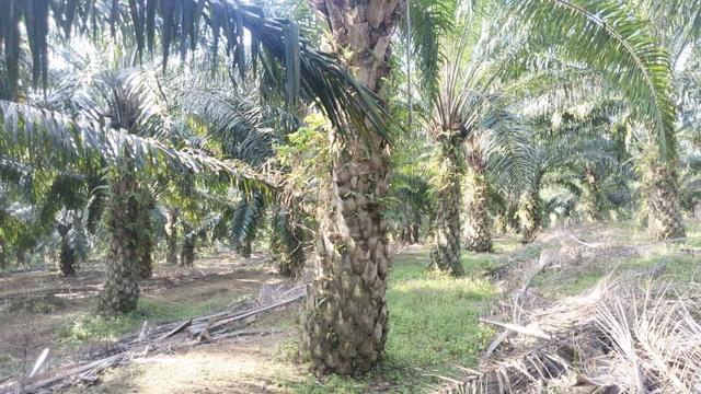 Kebun Sawit Freehold 20 Ekar Di Chengkau, Rembau 1