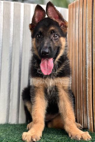 German Shepherd High Quality Female - photo 5 of 6
