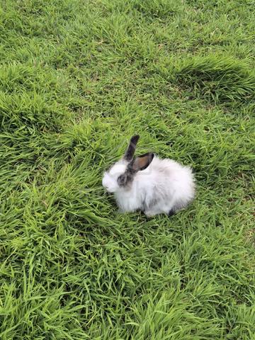 Rabbit with good heath for sale  - photo 3 of 6