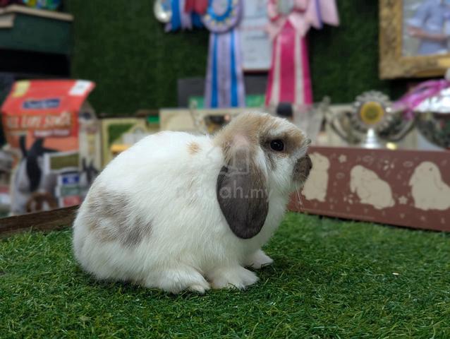 Arnab Holland Lop Rabbit - photo 2 of 4
