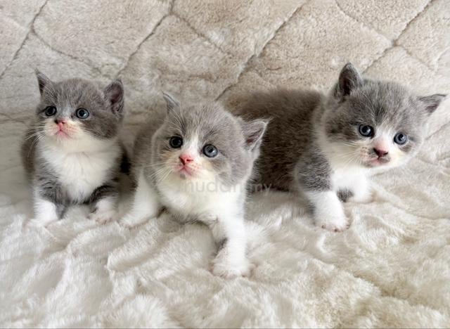 British shorthair - photo 2 of 3